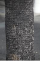 photo texture of palm bark 0013